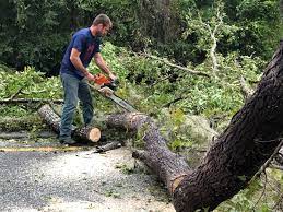 How Our Tree Care Process Works  in  Griffin, GA