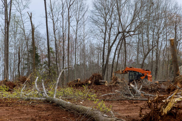 Best Arborist Consultation Services  in Griffin, GA