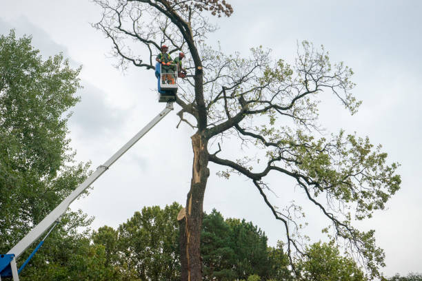 Best Stump Grinding and Removal  in Griffin, GA