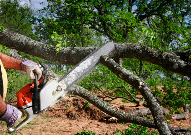 Best Root Management and Removal  in Griffin, GA