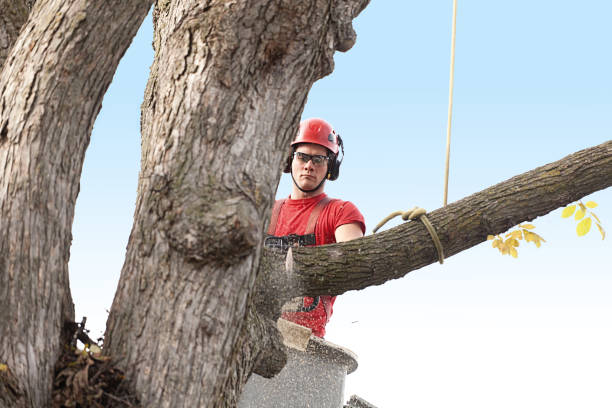 Best Tree Removal Service  in Griffin, GA